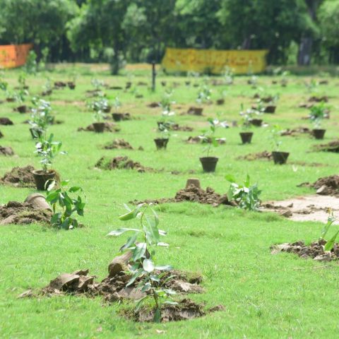 Fast Cables launched a tree plantation drive to promote sustainability-2